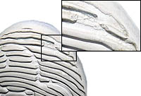 Air Jordan XXIII (23)